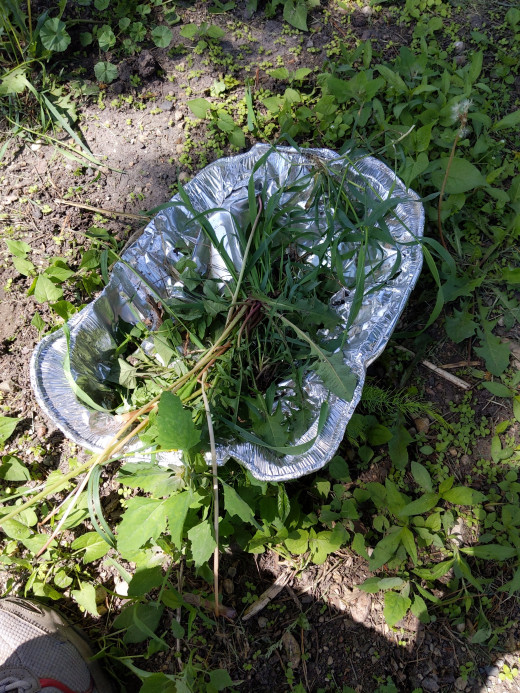 Put weeds in close to reach dish, then empty into wheelbarrow