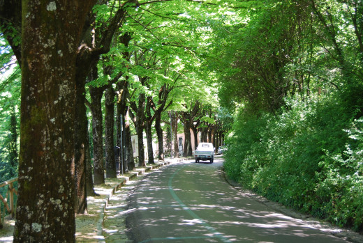 I remember walking by these beautiful green trees alongside the road.  