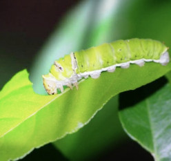 Caterpillar Eats