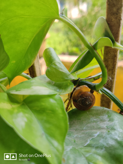 Pothos