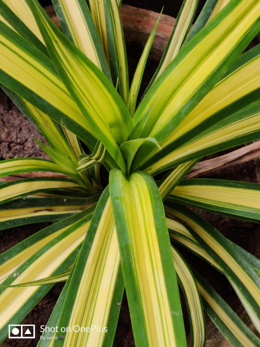 Spider Plant