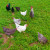 Chickens in a Field