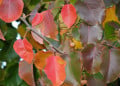 Trees in Autumn: A Seasonal Display of Splendor and Sadness