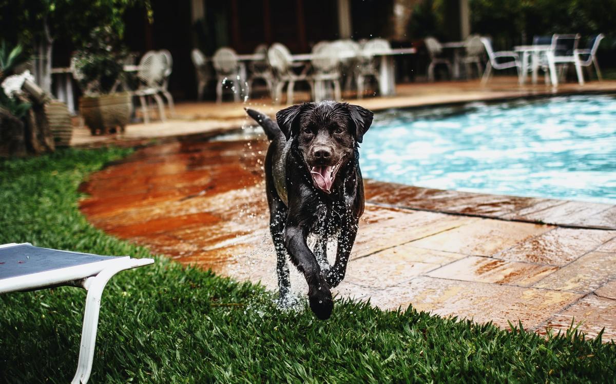 Labrador Retrievers LOVE Water! Pexels.com