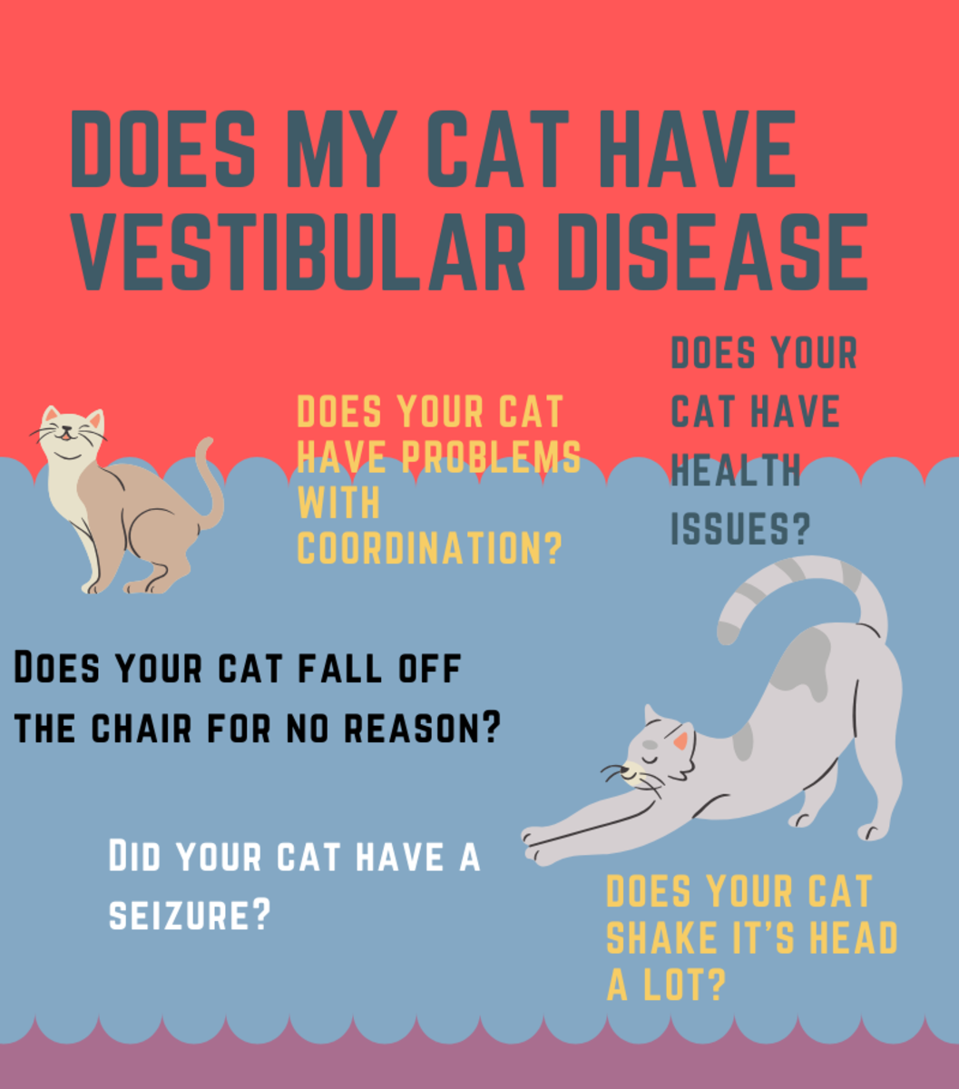 Vestibular syndrome in cats Causes, symptoms and treatment