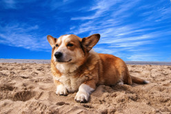 15 Cute Facts Of Corgi Dog For Kids