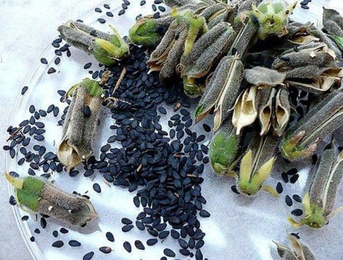Black sesame seeds are rich in vitamins and minerals.