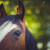 Horse - I loved the bokeh and the unexpected blurry bits!