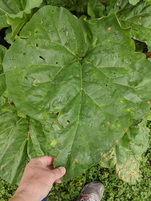 Mamma plant has huge leaves. Not for consumption. Rhubarb leaves contain oxalic acid and are toxic to humans.