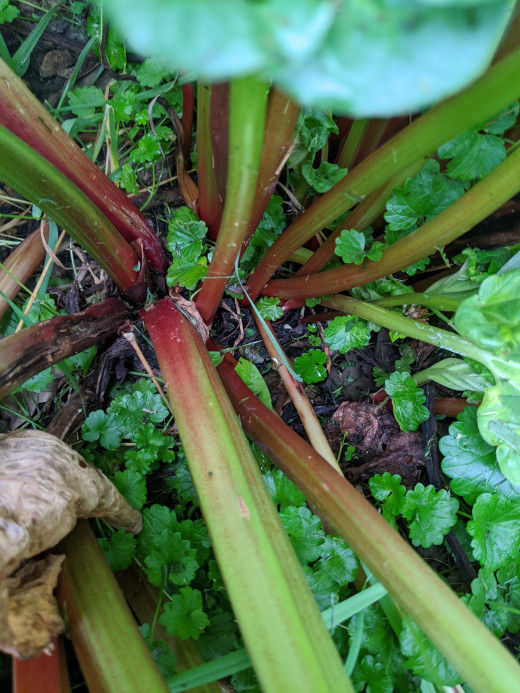 rhubarb stalks on mamma plant