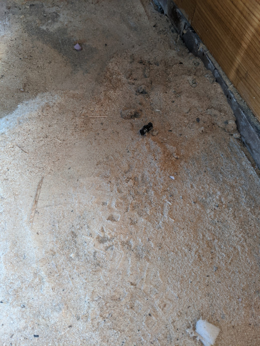 sawdust and cat poop