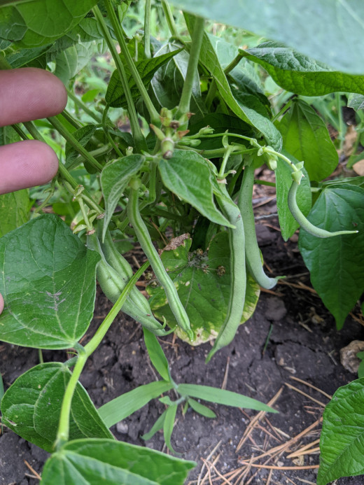 Beans hanging below the top leaves. Pick the beans. The blossoms are beans that will be there in a couple days 