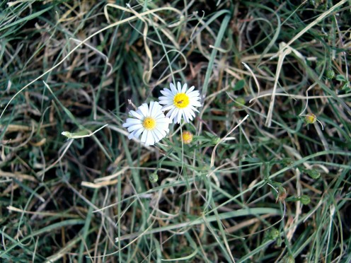 little white flowers