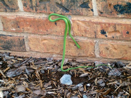 green snake