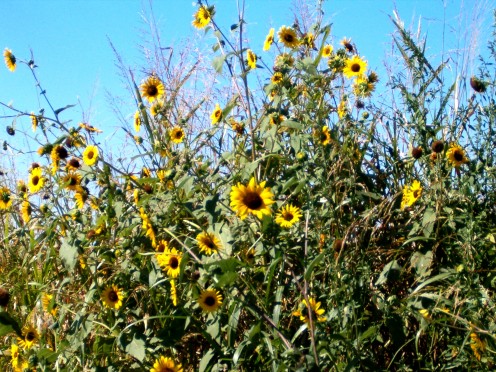 sunflowers