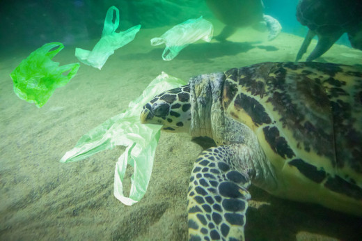 Marine Life Dying