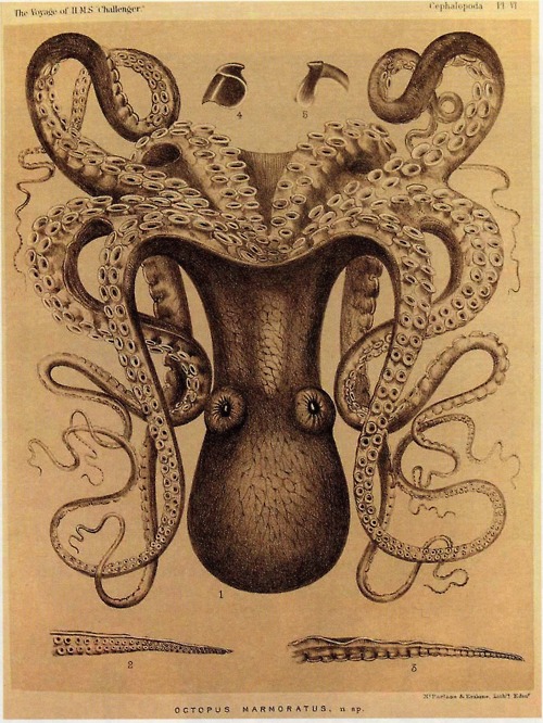 Octopus  -Marmoratis
