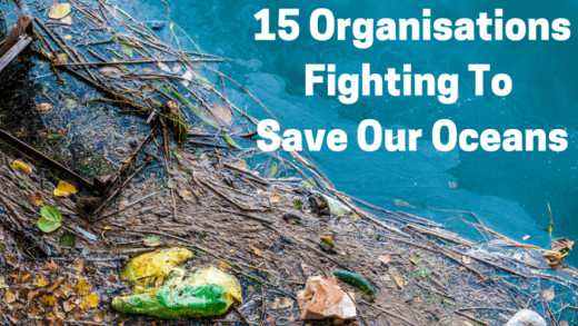 Organizations To Save Our Oceans