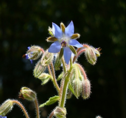 Borage Flower
