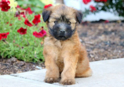 Soft-Coated Wheaten Terriers: Why They Make Such Great Family Dogs