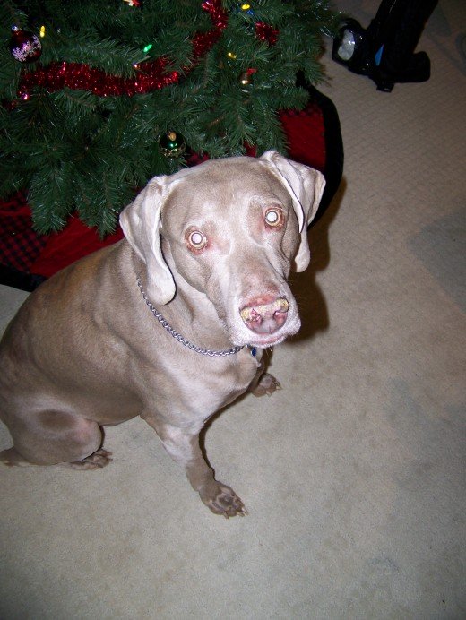 Titan at Christmas, 2013.