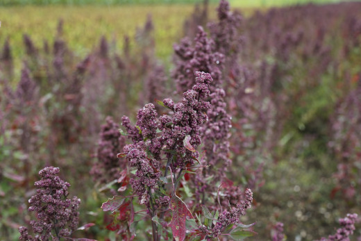 Quinoa seeds are commercially grown in South America, the US and Canada.