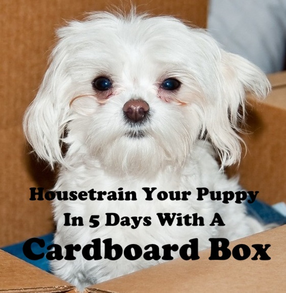 How To Housetrain A Puppy In 5 Days Using A Cardboard Box Pethelpful By Fellow Animal Lovers And Experts,Crochet Elephant Pattern