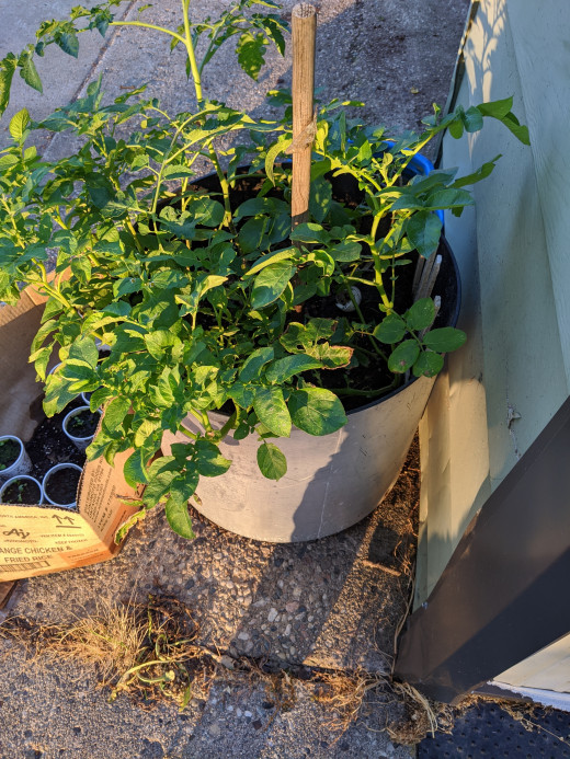 Pot is full, however one of the plants is a tomato... 
