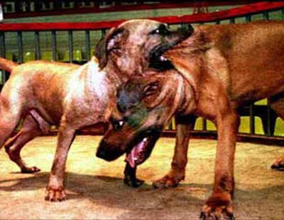 CAN ANYTHING BE WORSE THAN THIS, ANGLO ANIMAL LOVERS!!??    ap photo