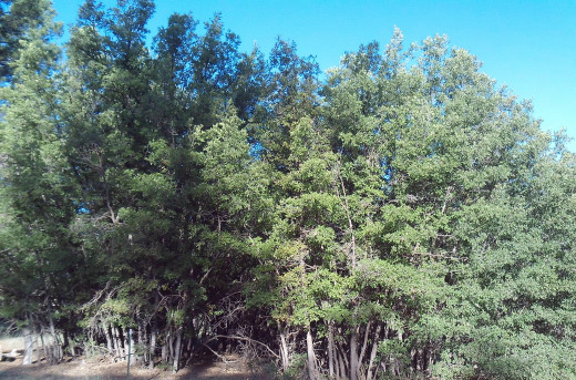 Scrub Oak growing in New Mexico