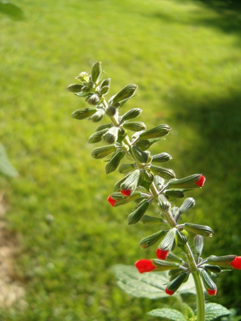 Pretty red flowers grown from seeds.  About to fully bud out. 