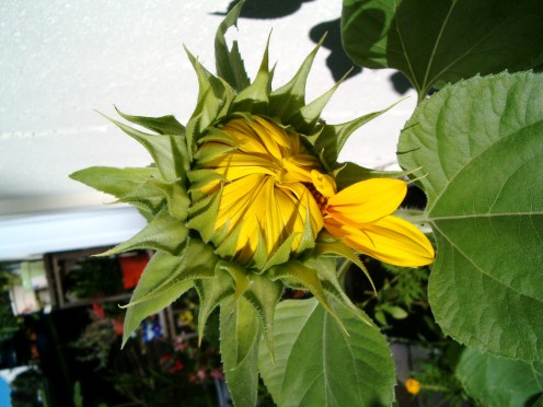 Sunflower, getting ready to open up its petals