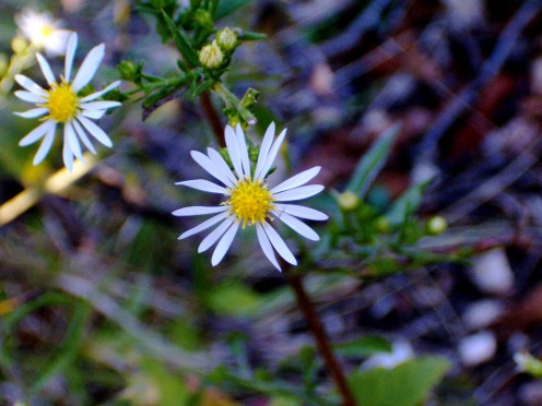 Single little flower.  I have seen many of these on my walks.