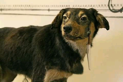 One of the Pavlovian Dogs