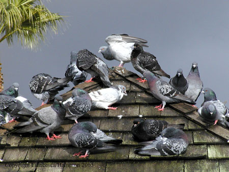 Pigeons are, for some, considered as pests. A bird pest. 
