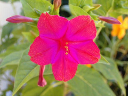 Hot Pink fluorescent flower, and I believe these are called four o'clocks.  They were really that color and so pretty!