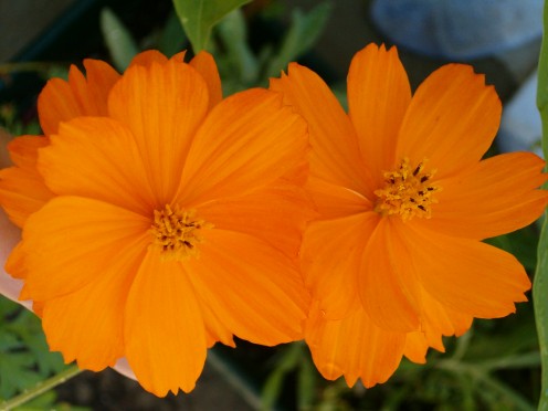 Orange Wildflowers grown from seeds. 