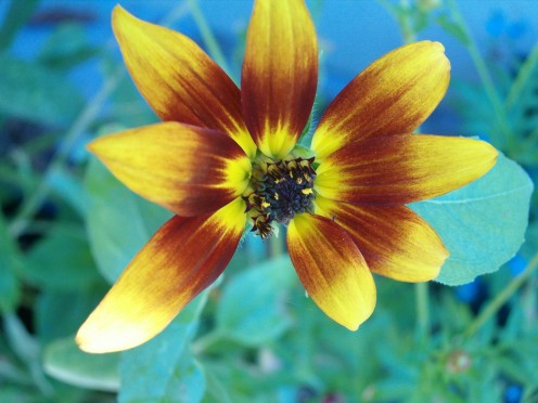 One of the many different varieties you can find in sunflowers.