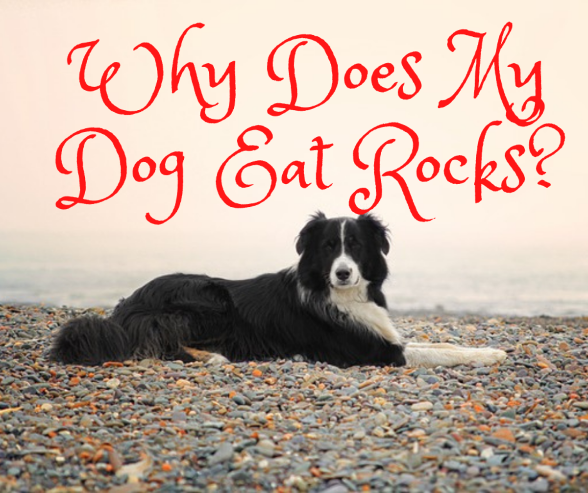 Why Does My Puppy or Dog Eat Rocks? PetHelpful