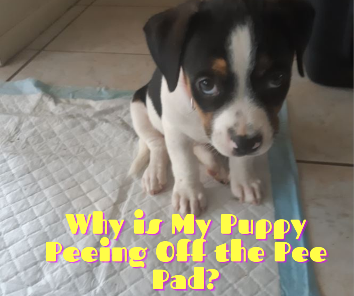 pee pee pads for male dogs