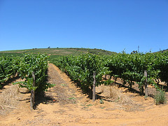 An Italian Vineyard. An Italian Vineyard.
