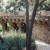 Paths above supported by these columns in Guell Park Paths above supported by these columns in Guell Park