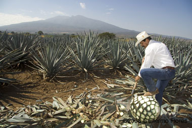 Agave Fields.   http://www.flickr.com/photos/memoflores/143543250/