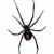 Black Widow.  Named because eats male, not because it might make you into a widow! Very potent venom.  Note red, fiddle shaped mark.  Not aggressive unless molested 