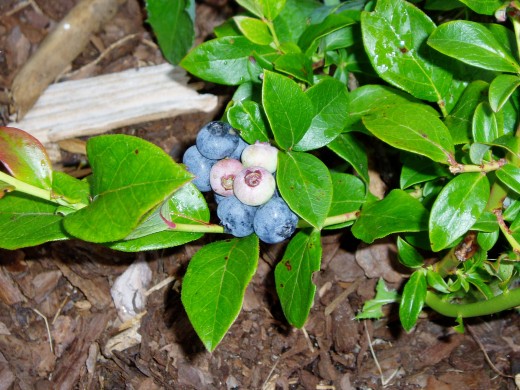 Ripened blueberries on bush.  Photo by Charlotte E. Gerber.