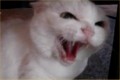 Quick Tips For Taking Care of A Cat Bite