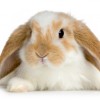 jntcm profile image