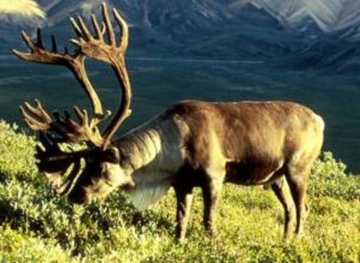 The Reindeer is an important animal for the Sami people.