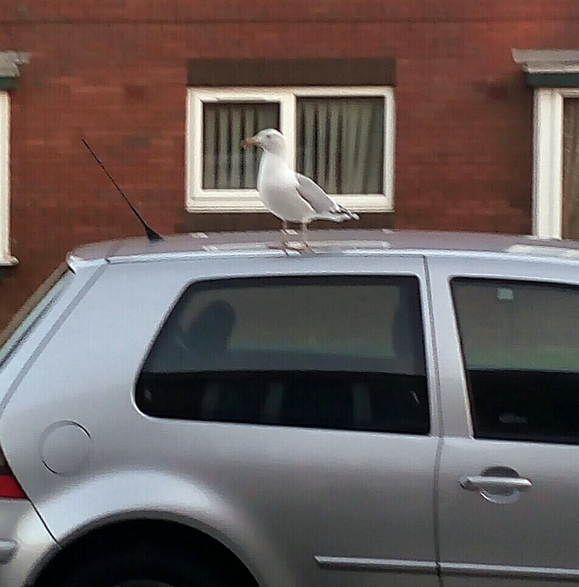 One of the seagulls that waited outside mum's flat perched on my car.