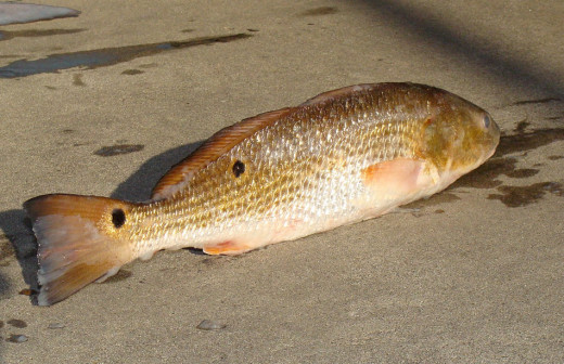 A redfish or red drum. The large swim bladders in these fish may be affected by changes in barometric pressure.